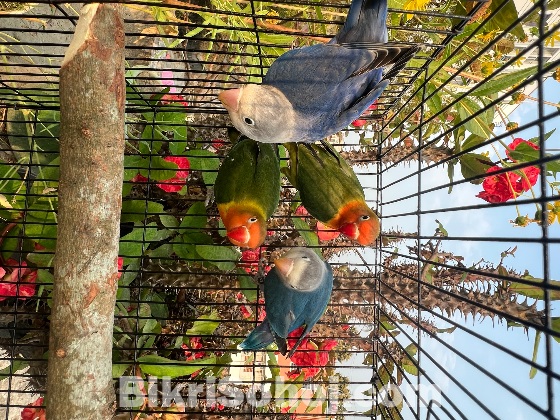 Love birds fischer with dna